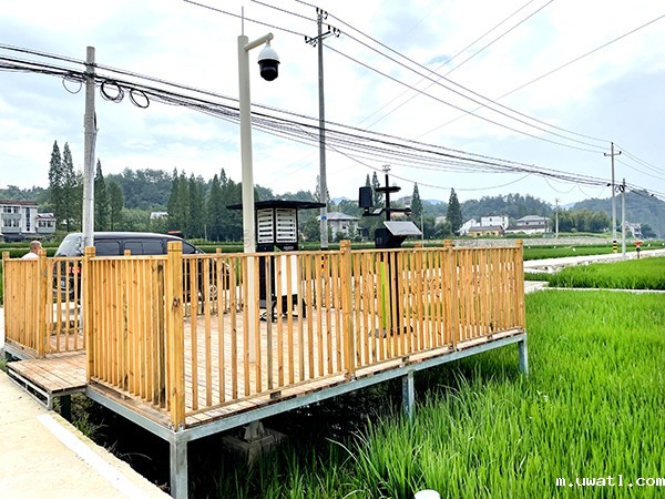 浙江临安：竹林变稻田，农户喜开颜