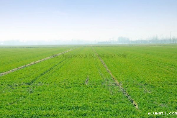 科技赋能春耕，点点电脑智慧农情监测站再获央视关注