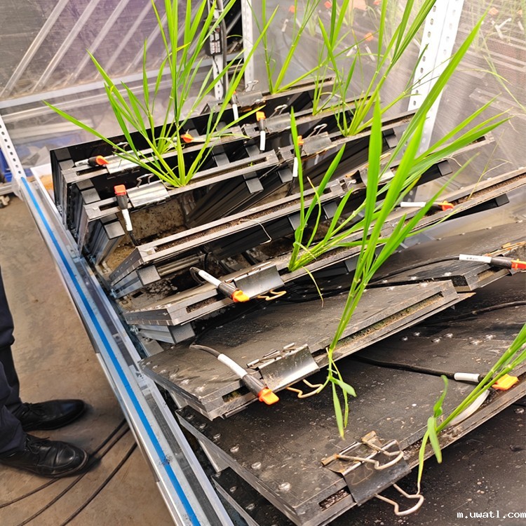 高通量植物根系表型采集分析系统（根盒式）  TPN-GXY-GH