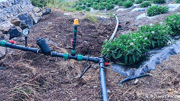 人参果园采用嵌片式滴灌模式