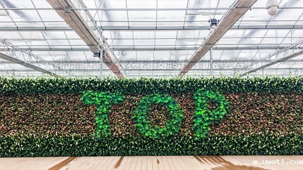 点点电脑全自动托管智能温室大棚 点点电脑全自动托管智能温室大棚