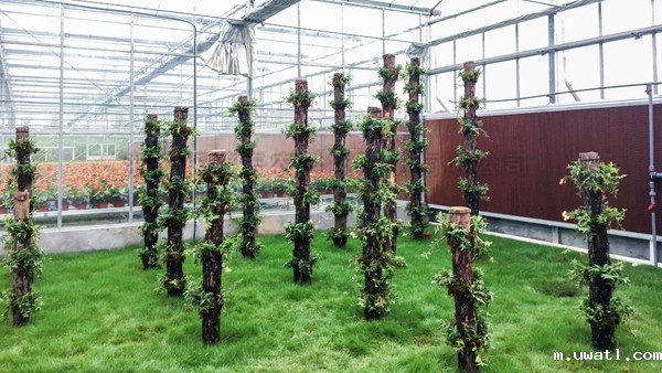 立体栽培区 立体栽培区