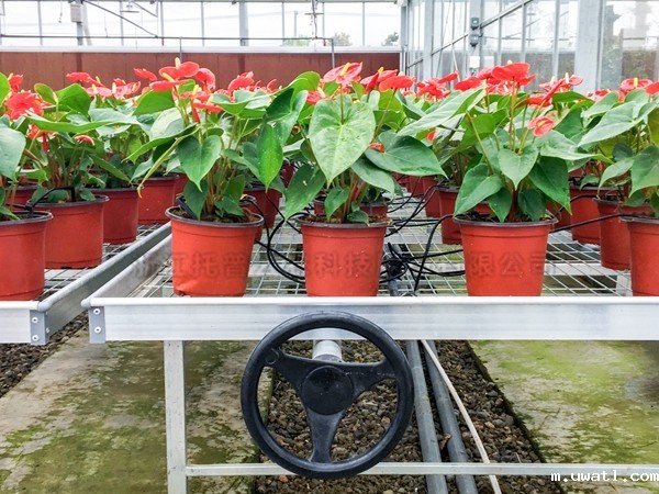 红掌种植区域 红掌种植区域