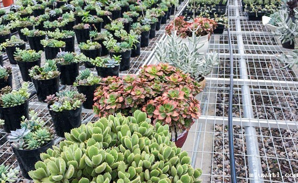 多肉种植区 多肉种植区