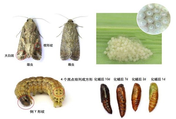 草地贪夜蛾 草地贪夜蛾