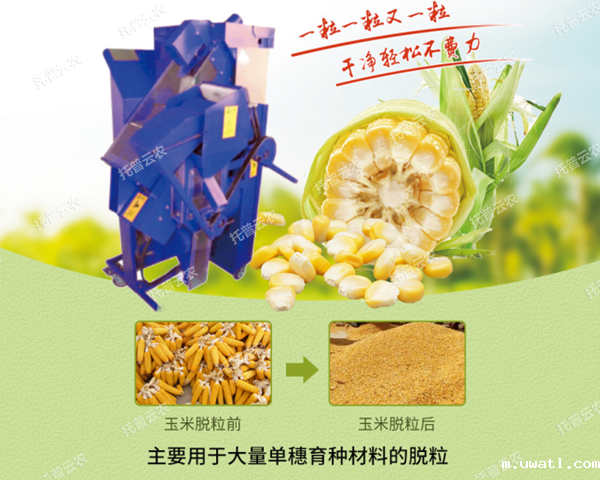 高净度玉米单穗脱粒机脱粒效果展示