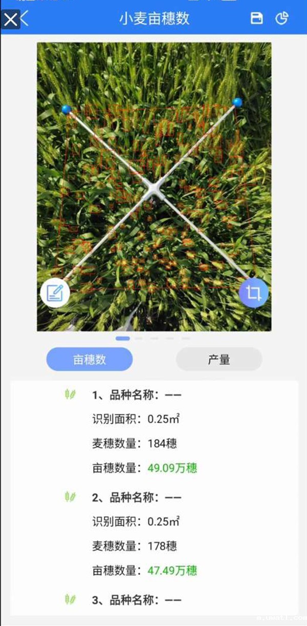 小麦亩穗数测量系统 小麦亩穗数测量系统