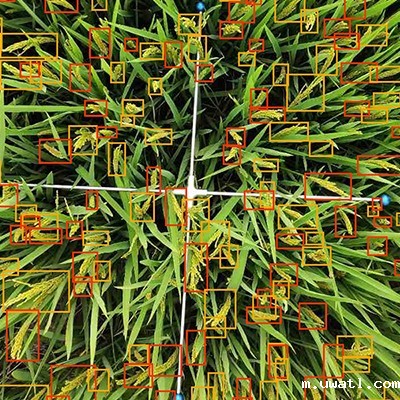 水稻亩穗数测量