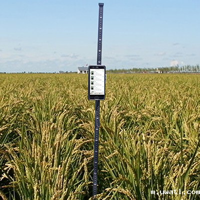 水稻株高测量