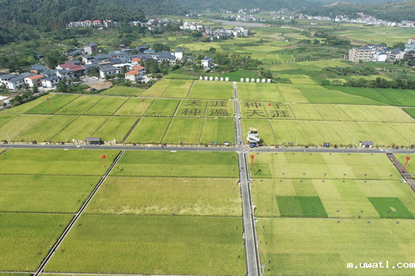 湘东区天涯种业科学院制种基地