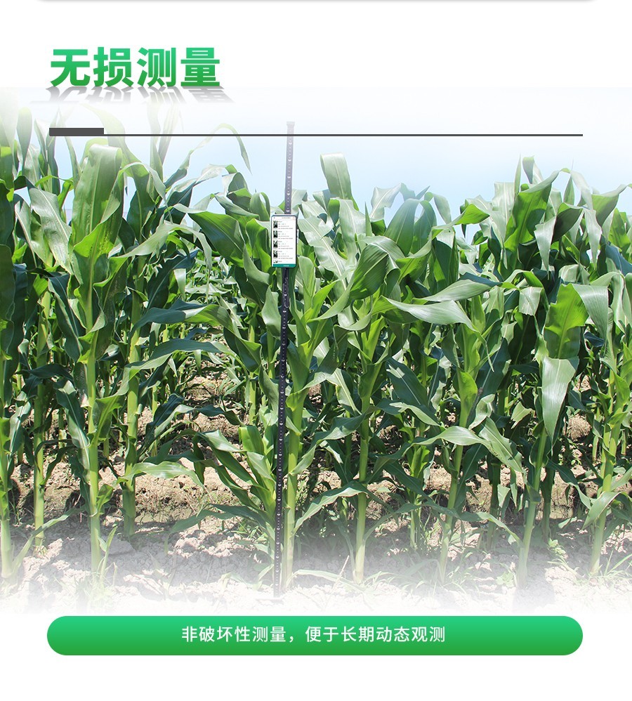 玉米株型分析系统 玉米株型分析系统