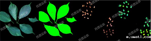 高光谱植物数字采集分析系统-1.jpg