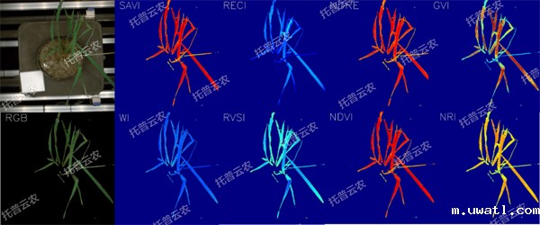 逆境模拟及植物生长监测平台-高光谱成像与指数分析结果.jpg