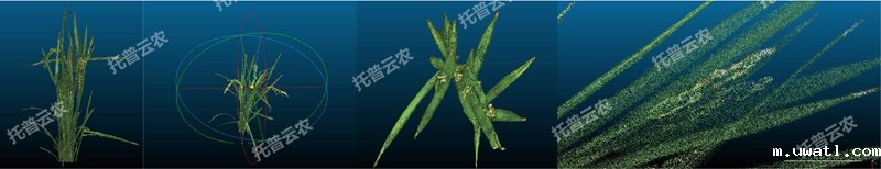 盆栽植物三维数字表型采集分析系统_副本.jpg