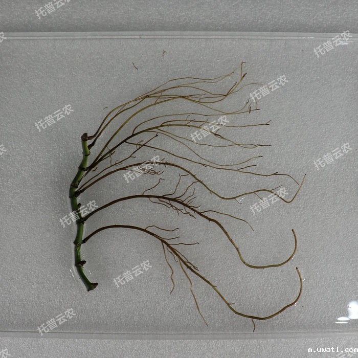 1757051798628934.jpg 根盘照片.jpg